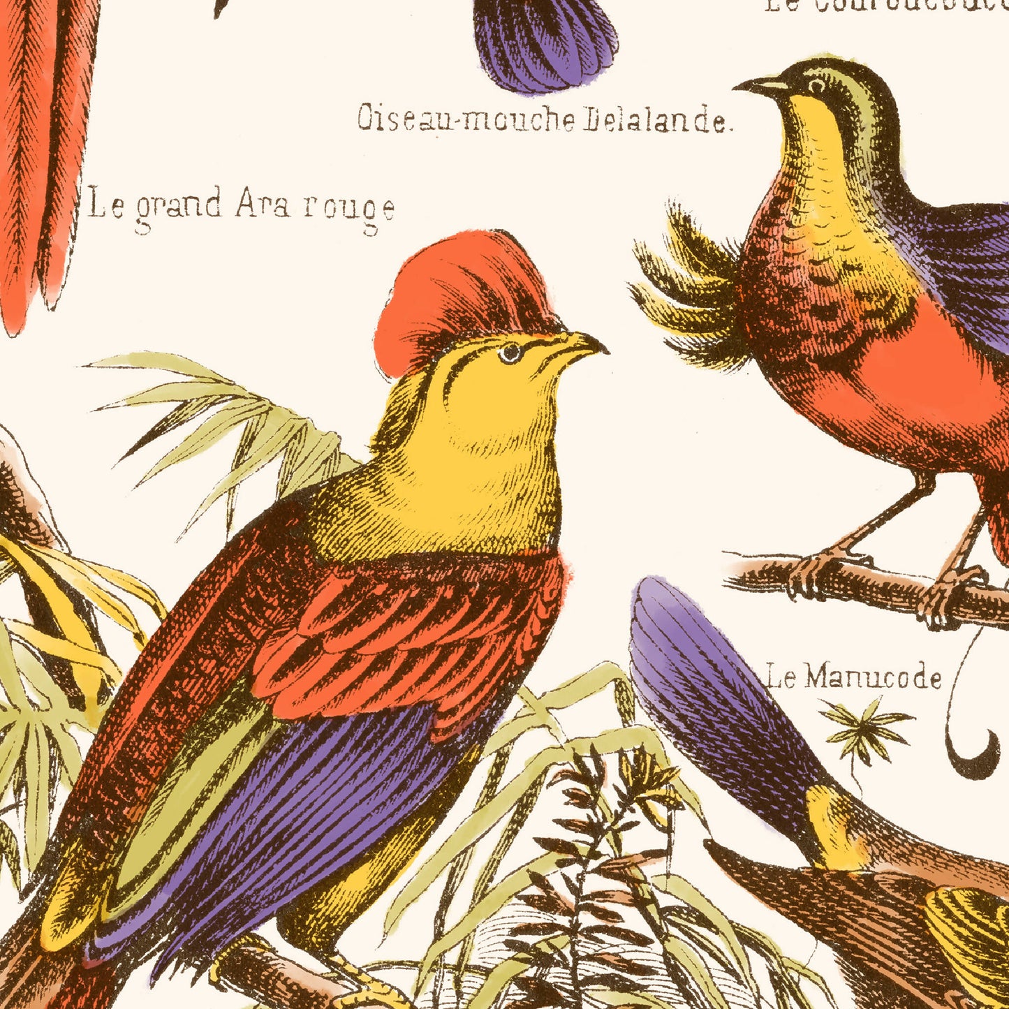Illustration vintage oiseaux restauration numerique