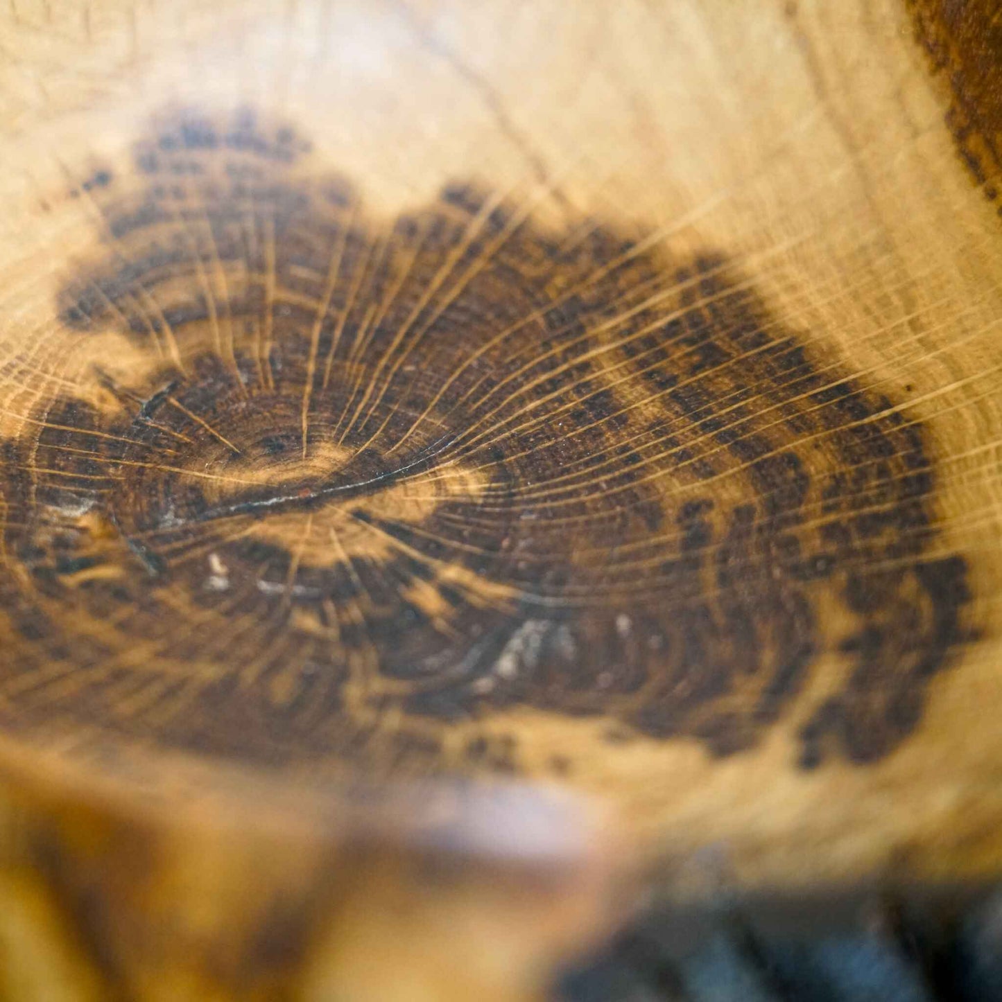 Intérieur du bol en bois Fontinal : motif circulaire foncé détaillé