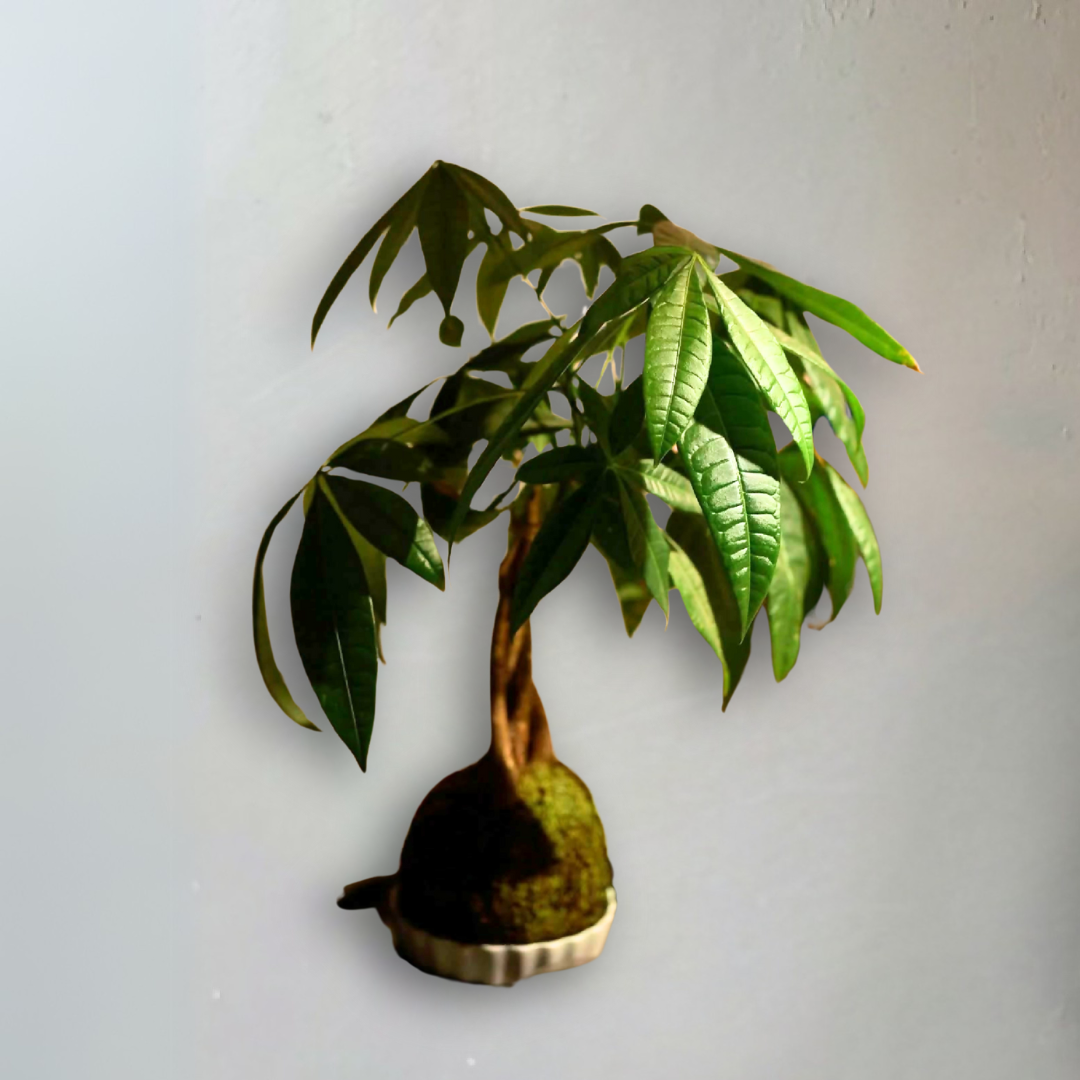 Kokedama Pachira L