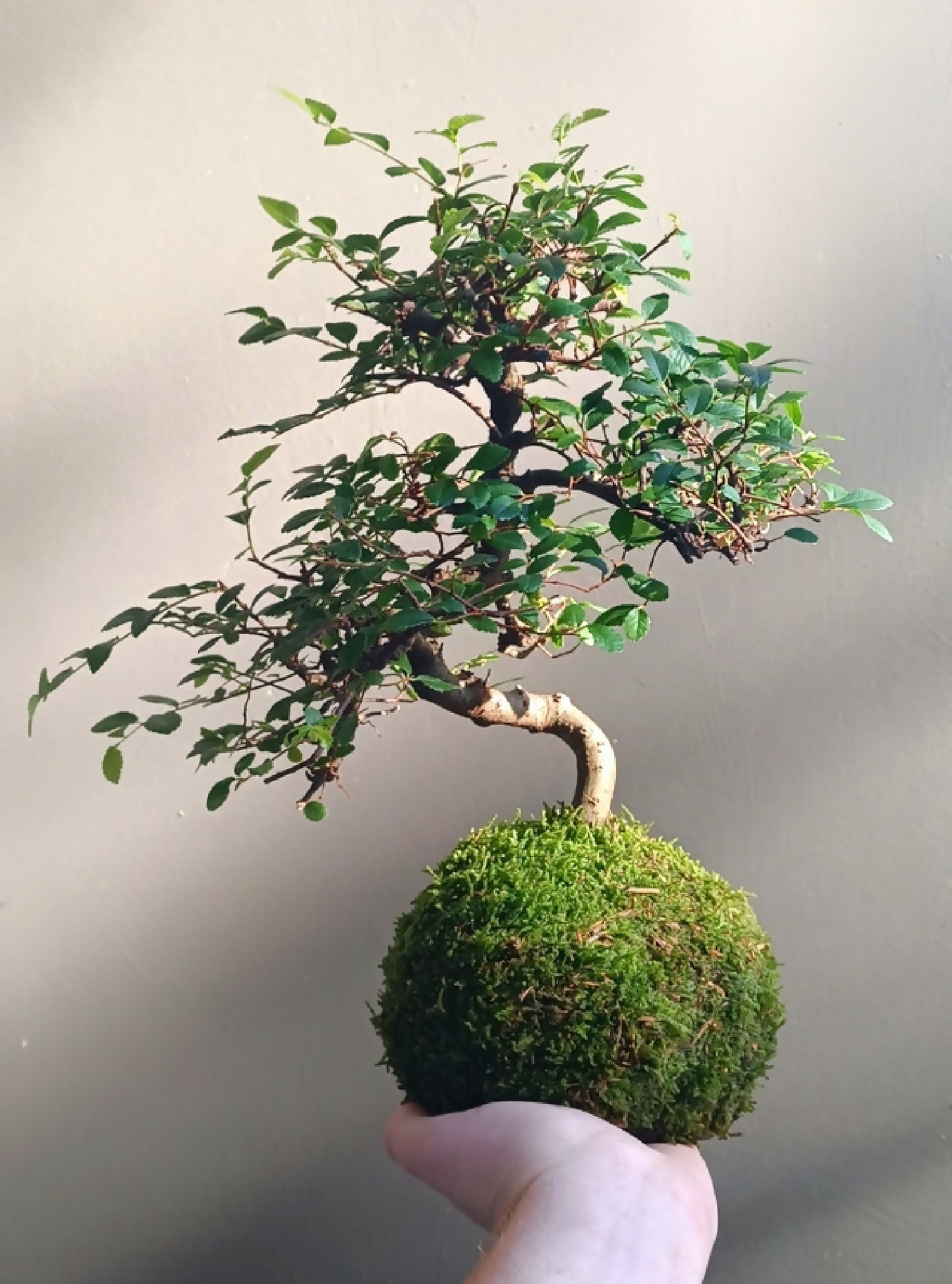 plante japonaise, art du kokedama