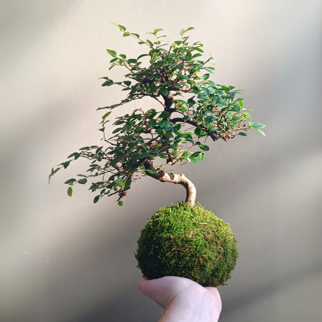 Kokedama Orme de Chine