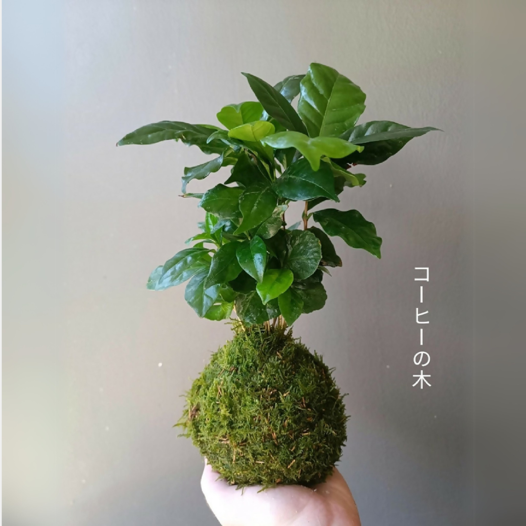 Kokedama Caféier M