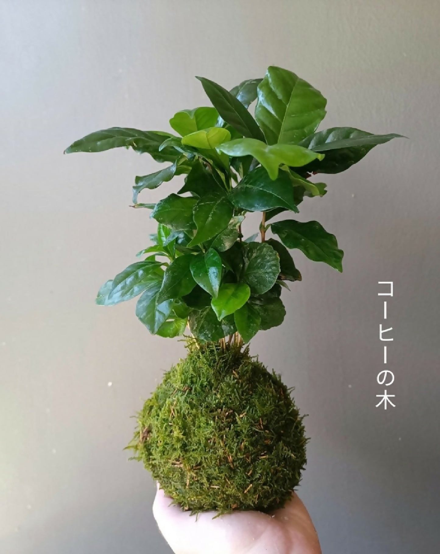 plante kokedama, art japonais