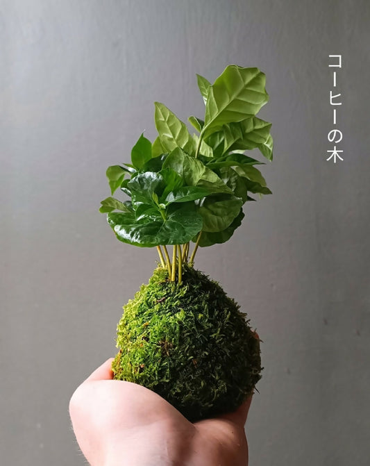 Kokedama de caféier : boule de mousse verte avec feuilles épaisses