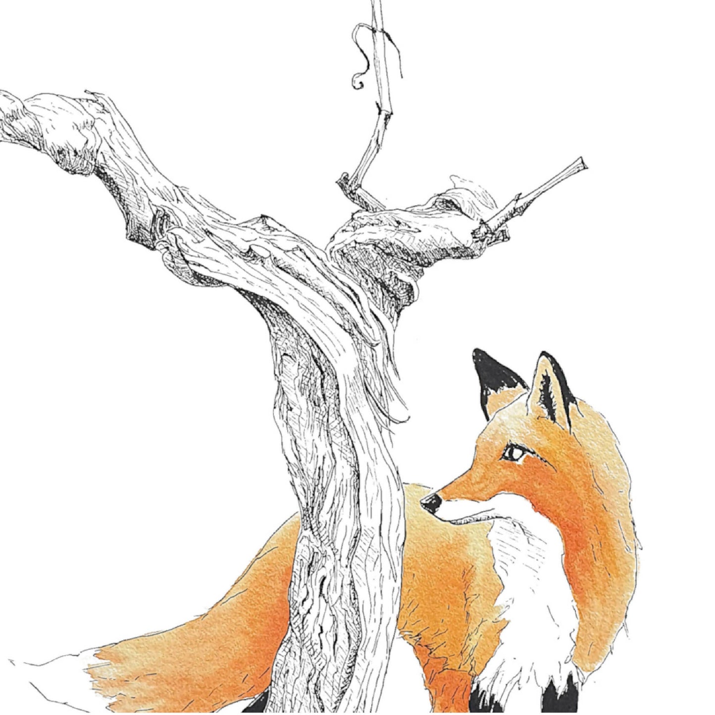 Fox