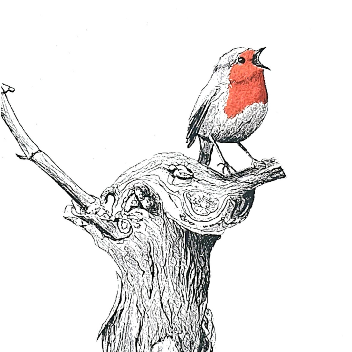 Robin