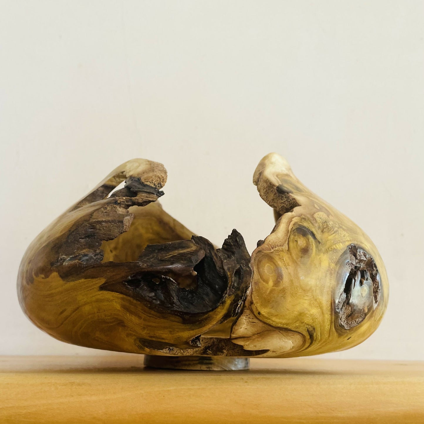 TENSION — Carapace