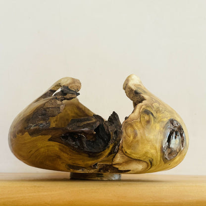 TENSION — Carapace