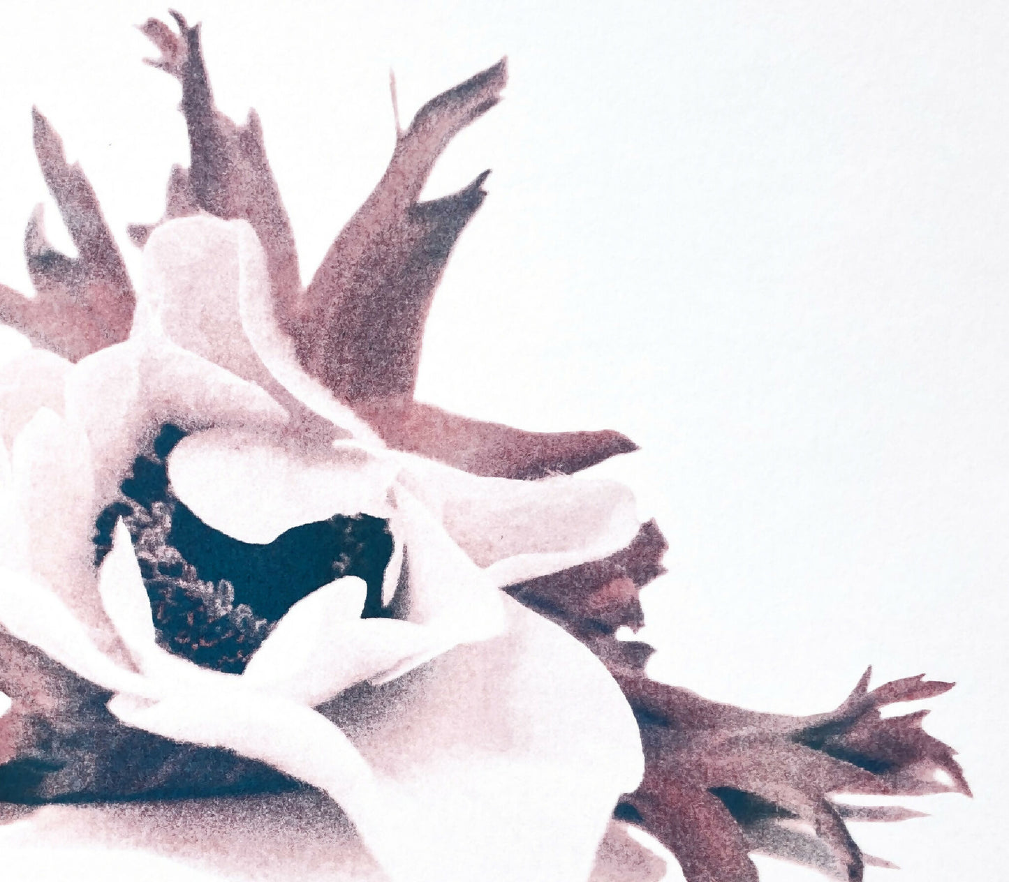 Affiche fleur - Anémone#2- riso-A3- 42 x 29,7 cm