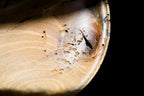 Sculpture - Nut-Burst