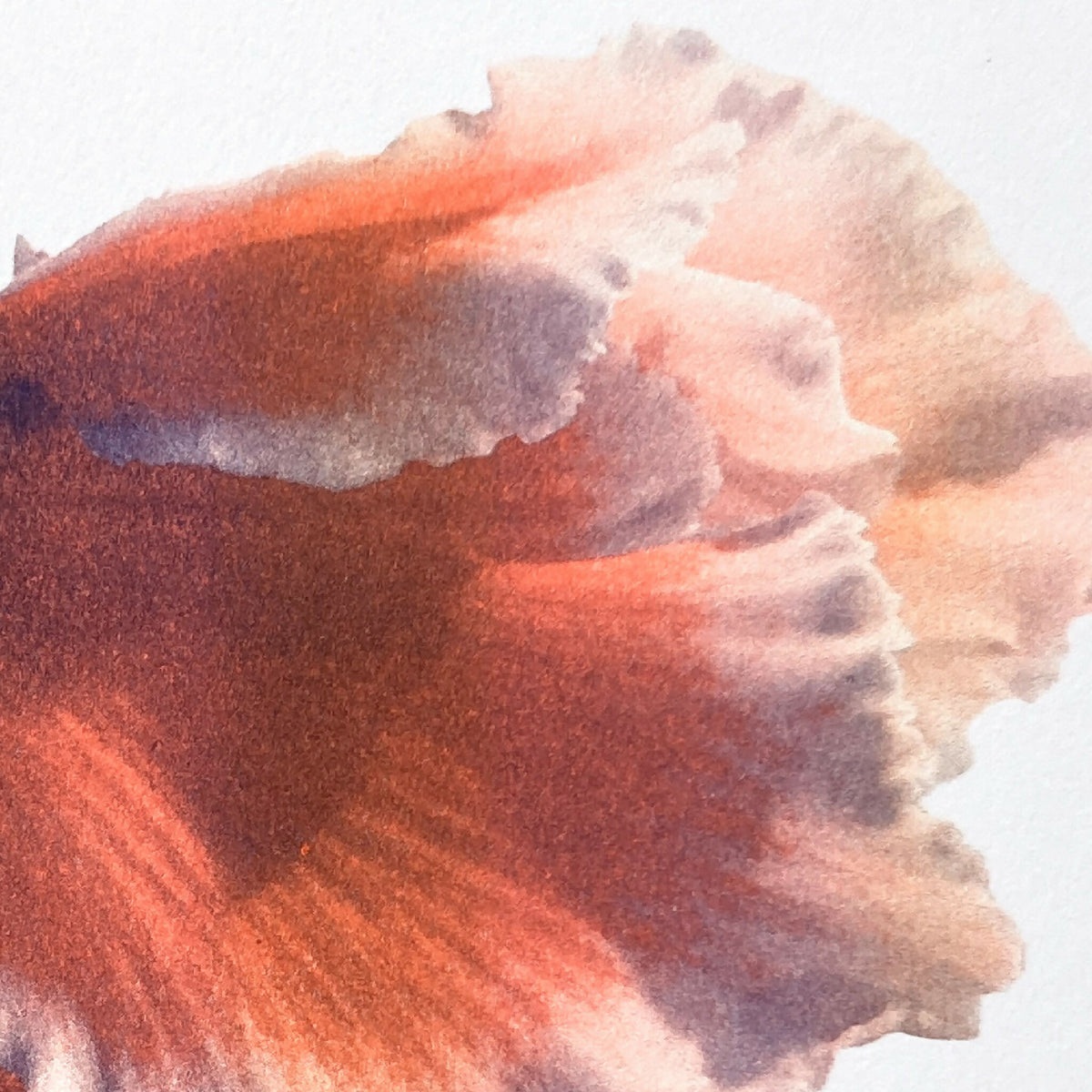 Gros plan affiche cyclamen riso, texture aquarelle orange-rose et touches brun violacé.
