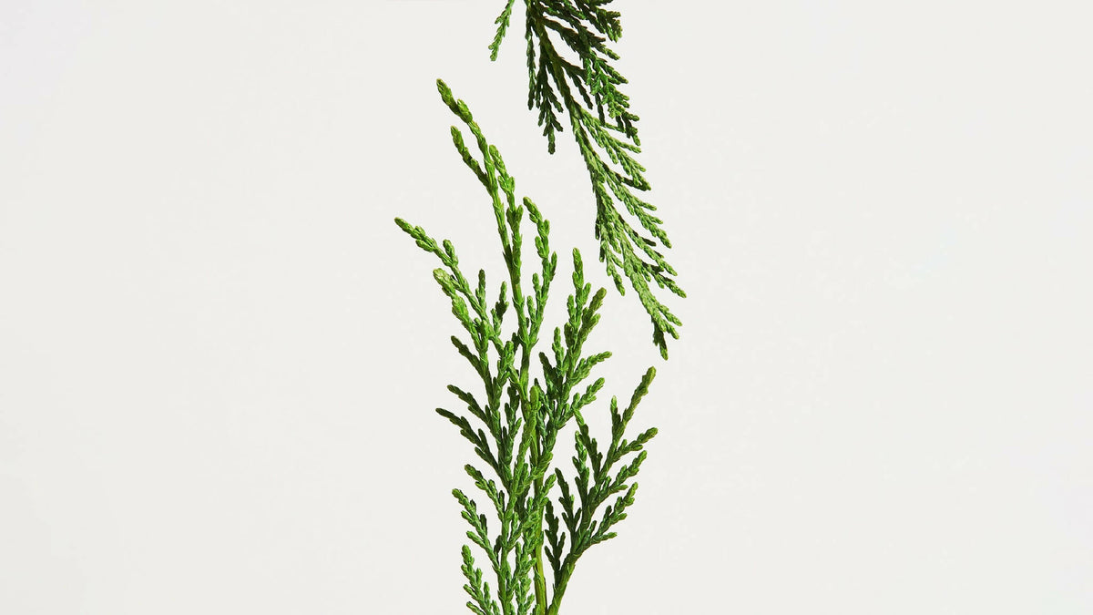 Branche de conifère vert avec aiguilles, décor parfum d’ambiance