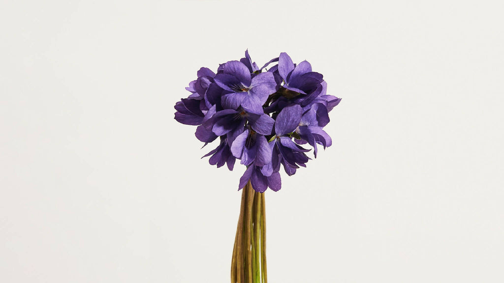 Bouquet de fleurs de violette violettes, tiges en bouquet