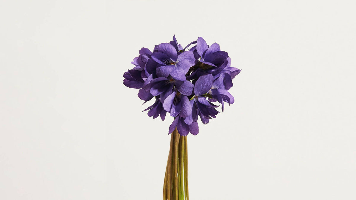 Bouquet de fleurs de violette violettes, tiges en bouquet
