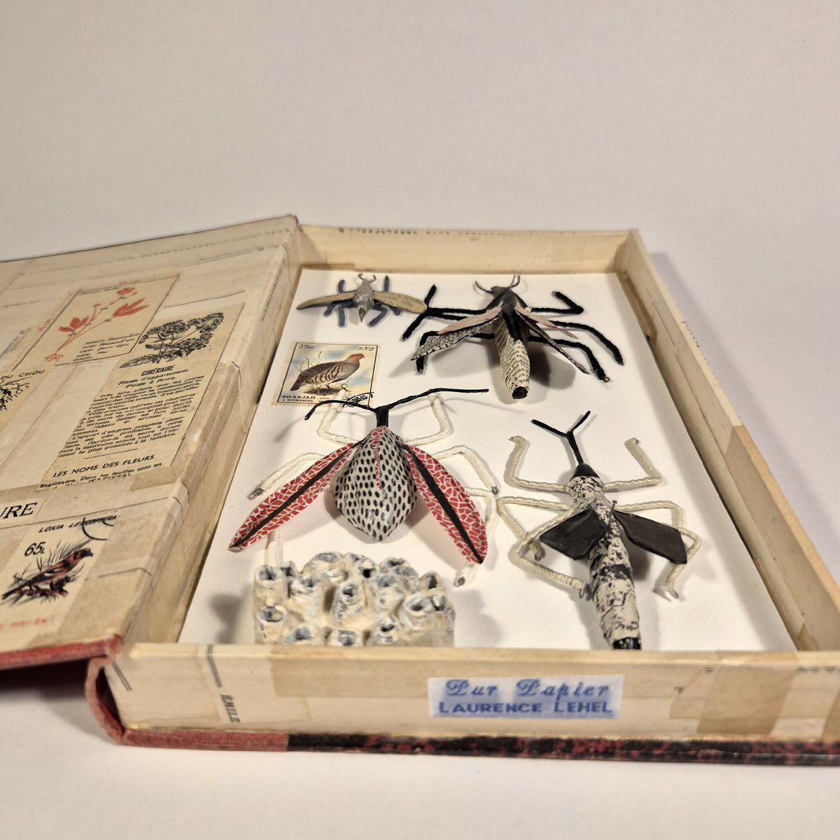 Livre de sculptures sur les insectes, vue en boîte ouverte avec insectes fixés