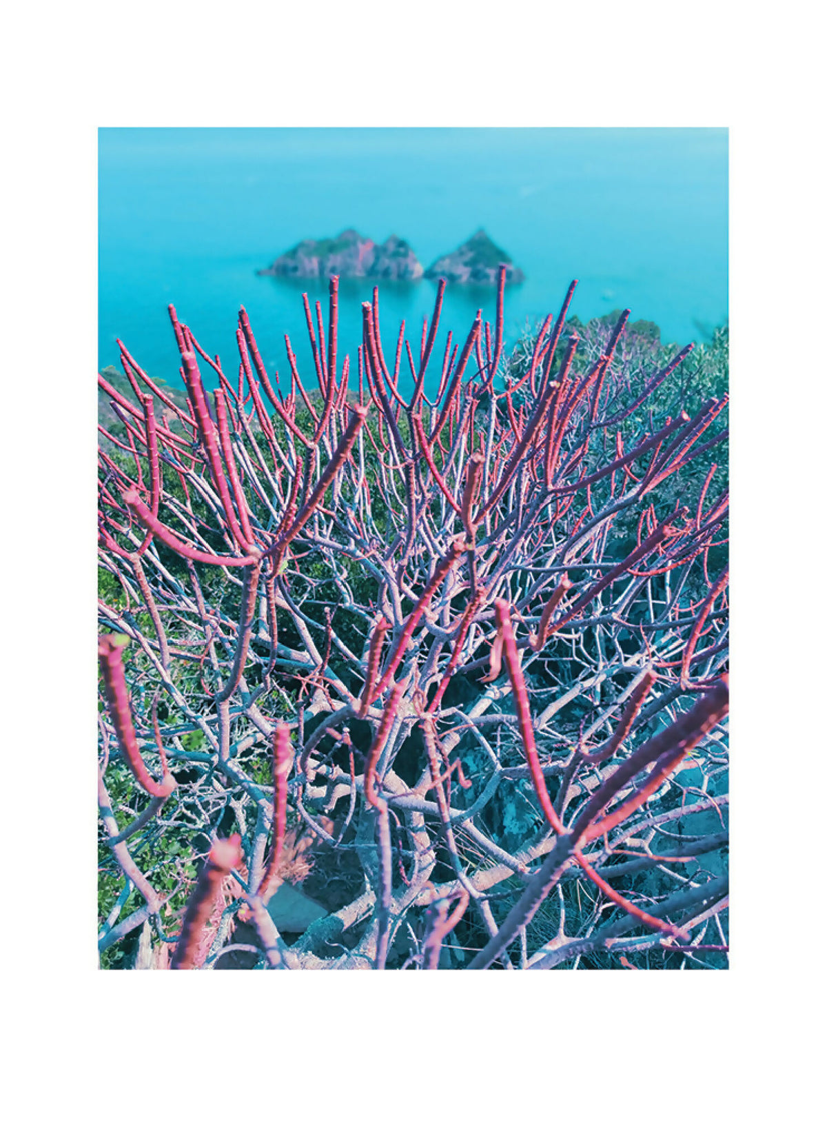 Impression photo rectangulaire d’arbustes marins, branches roses et bleues