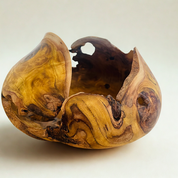 Sculpture Carapace en bois aux teintes miel et sombre, contours sculptés et évidement