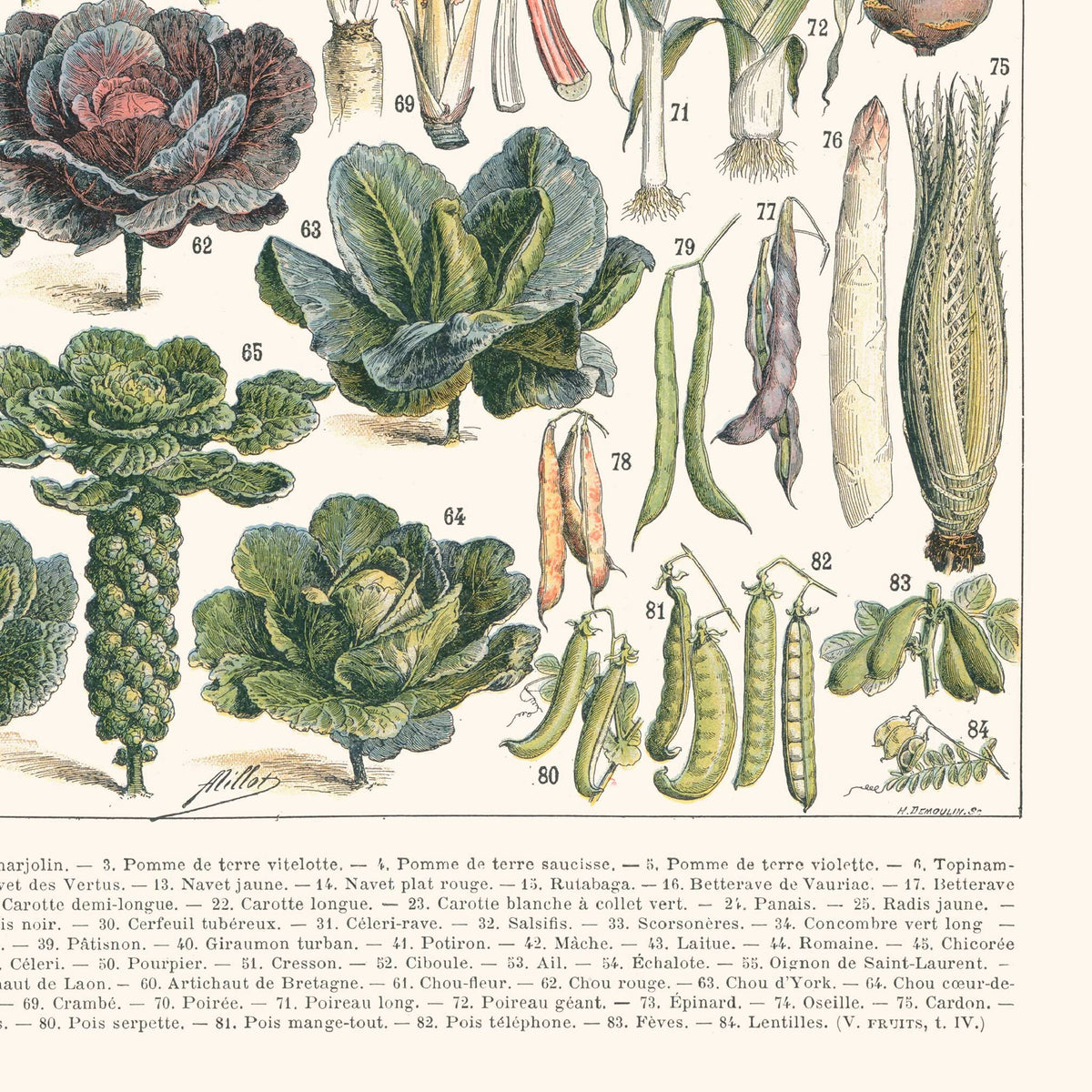 Affiche encadrée, gros plan de choux et autres légumes botaniques avec étiquettes