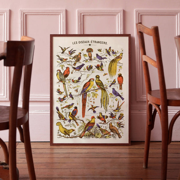 Affiche encadrée d’oiseaux exotiques multicolores sur fond clair.