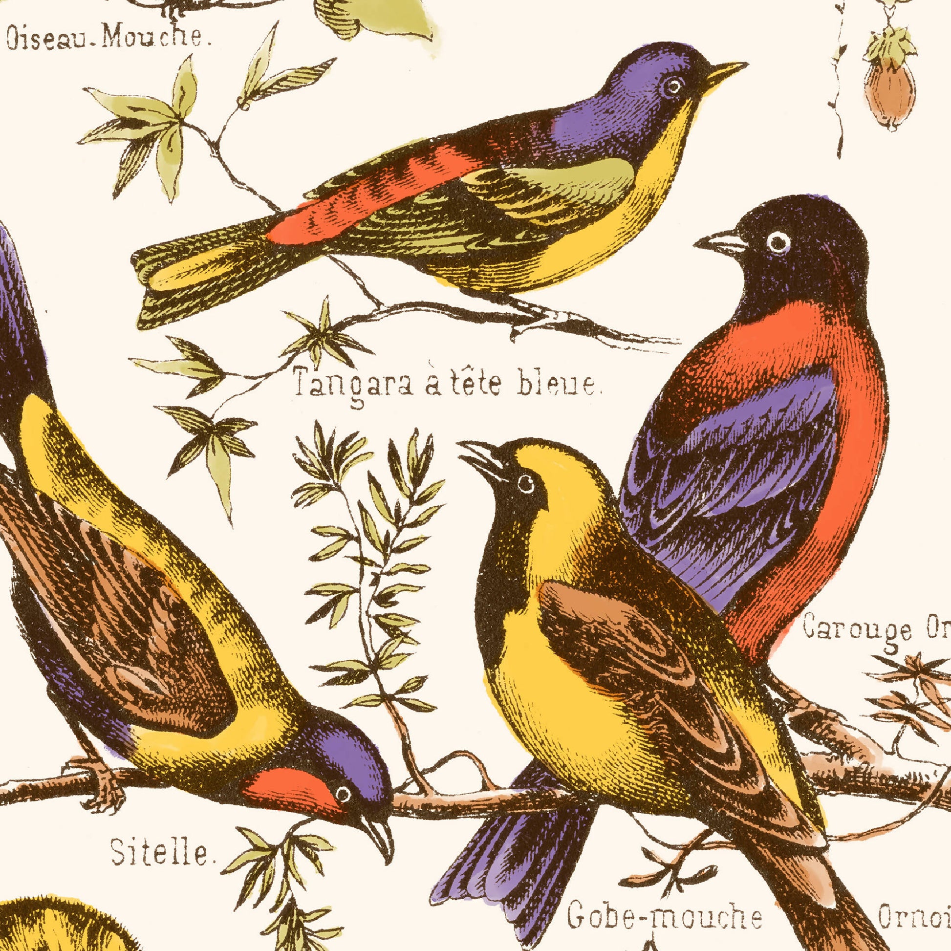 Illustration vintage oiseaux restauration numerique