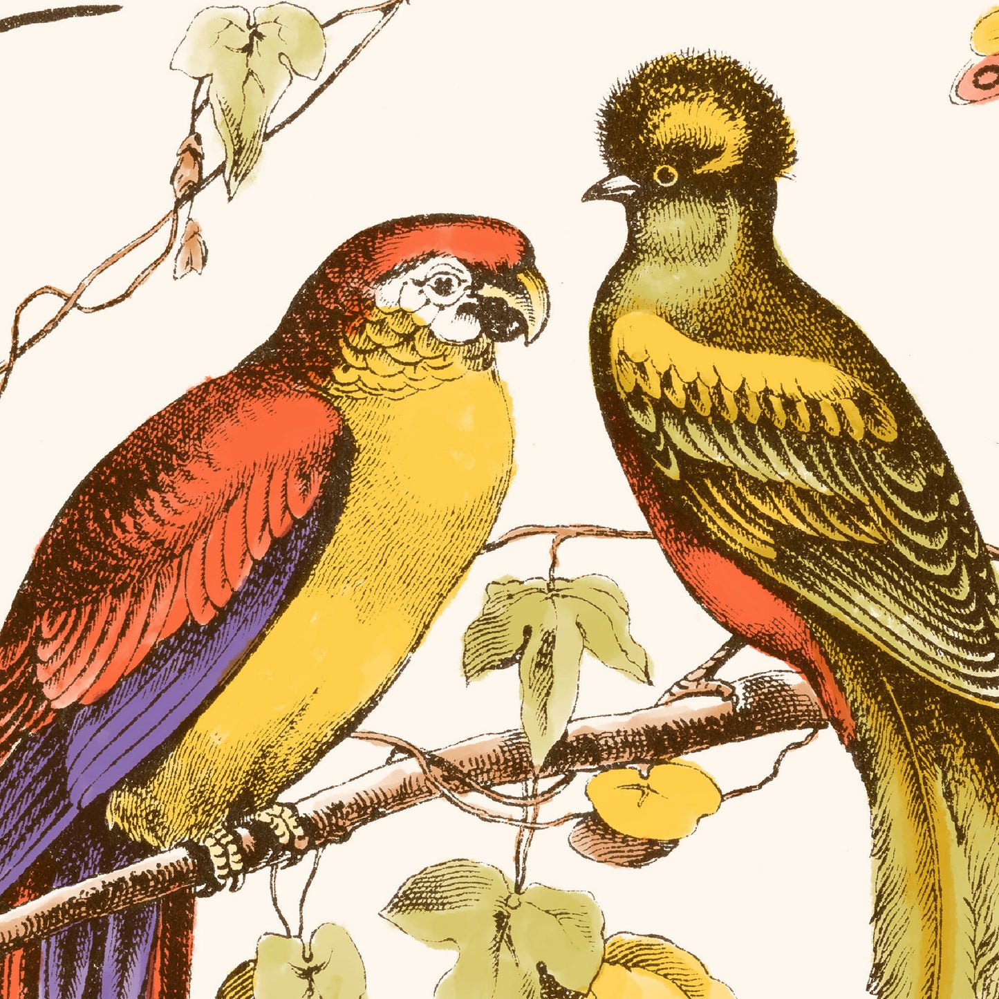 Illustration vintage oiseaux restauration numerique