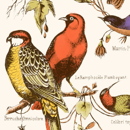 Illustration vintage oiseaux restauration numerique