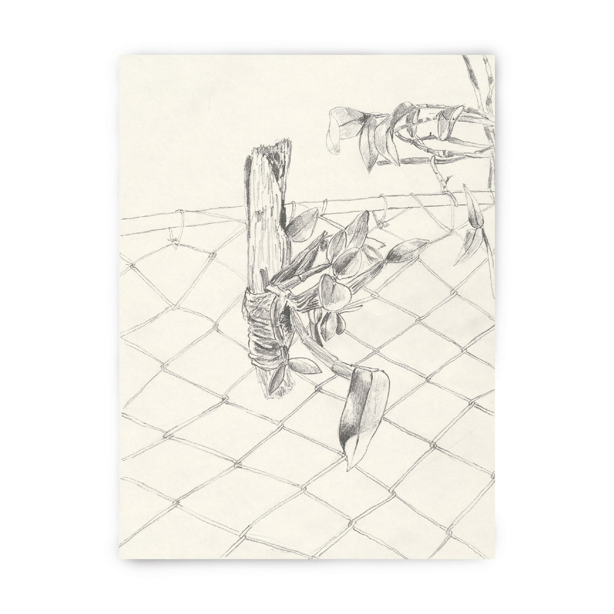 Tirage d’art encadré : orchidée dessinée au trait sur treillis, monochrome, signé et numéroté.