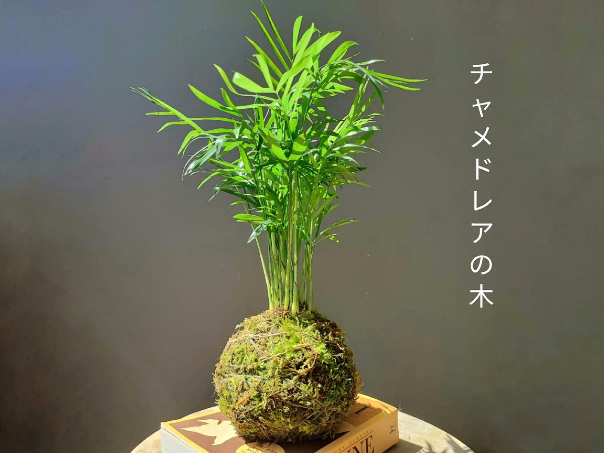 Kokedama palmier sur base en bois rectangulaire avec décor naturel en relief