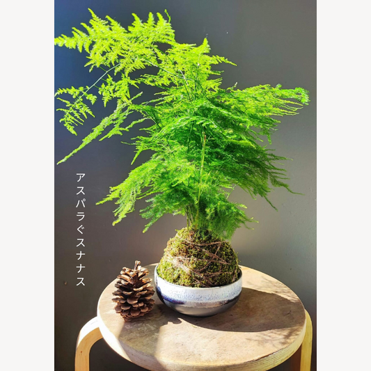 Kokedama Asparagus - support au choix