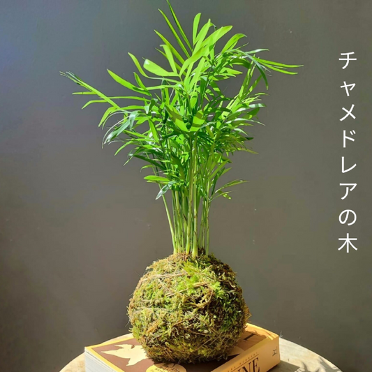 Kokedama Palmier - support au choix