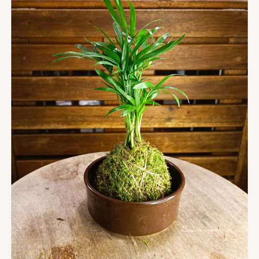 Mini Kokedama Palmier - support au choix