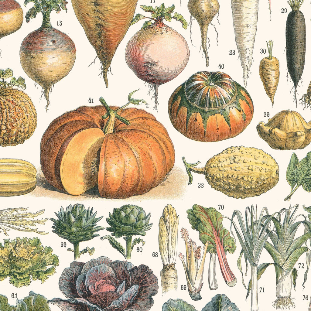 Affiche encadrée, gros plan de courges, bulbes et racines botaniques avec étiquettes