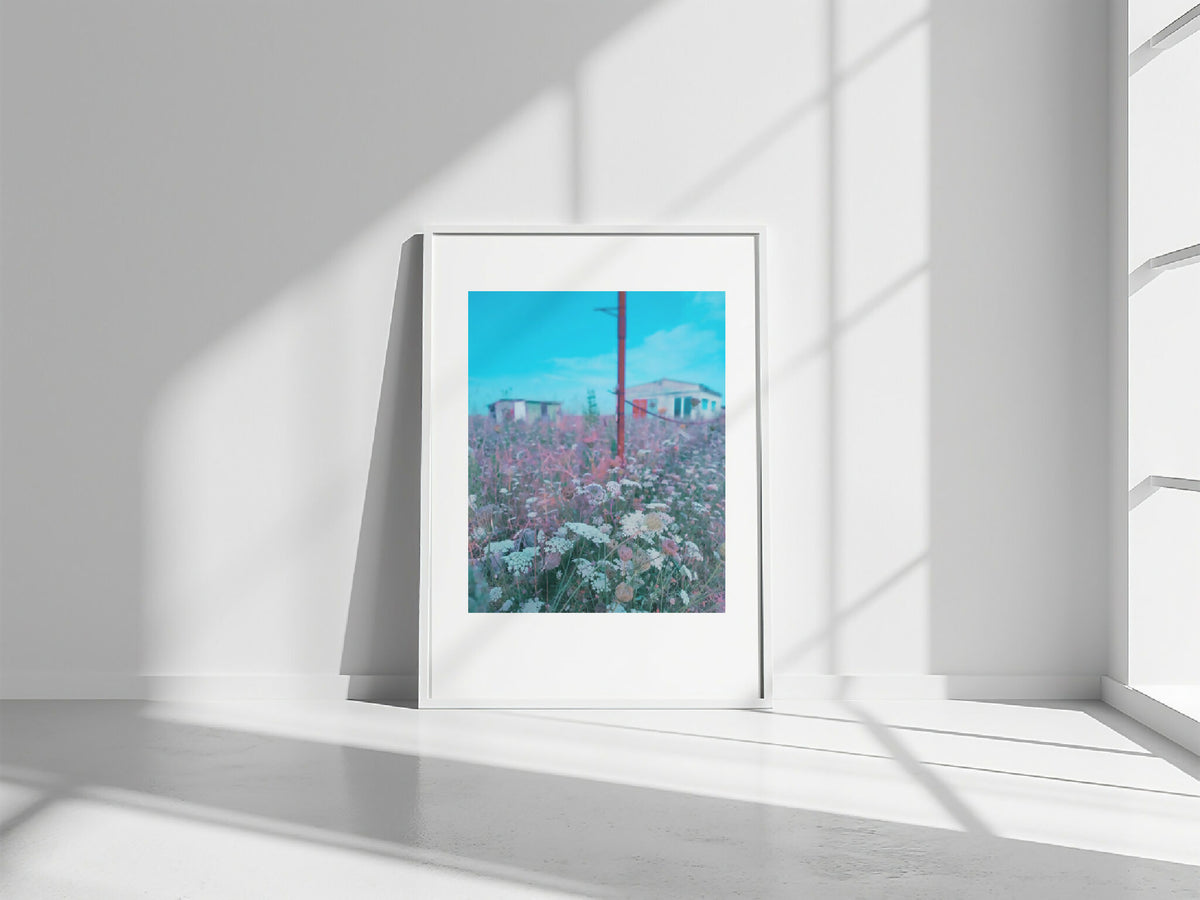 Affiche encadrée « Passion ombellifères » : cadre blanc, champ de fleurs, ciel bleu