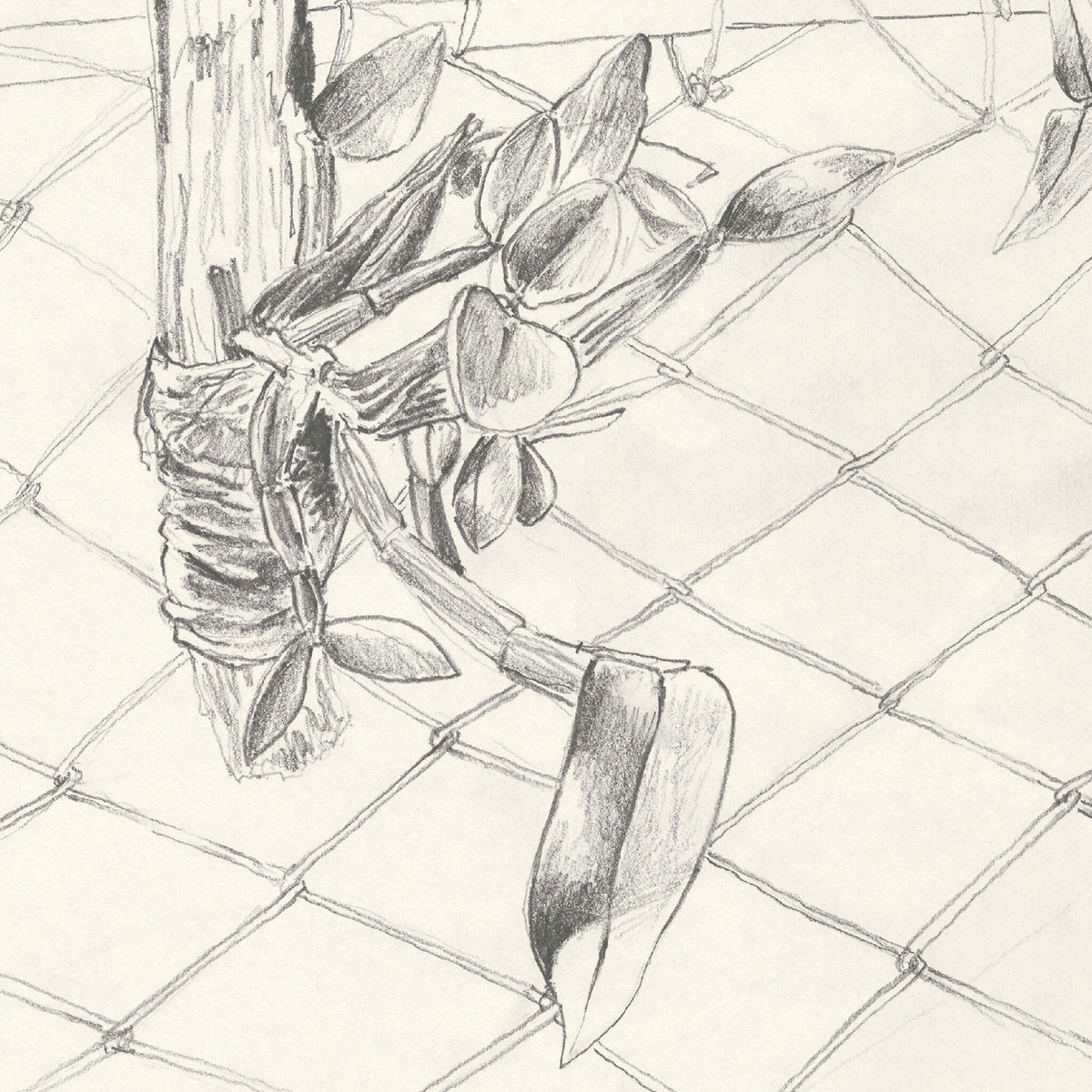 Gros plan du tirage d’art : orchidée au crayon sur treillis, traits noirs et gris.