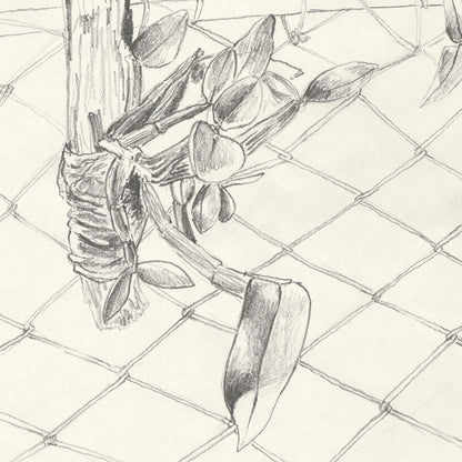 "La orchidea sobre la madera" - tirage d'art limité, numéroté et signé.