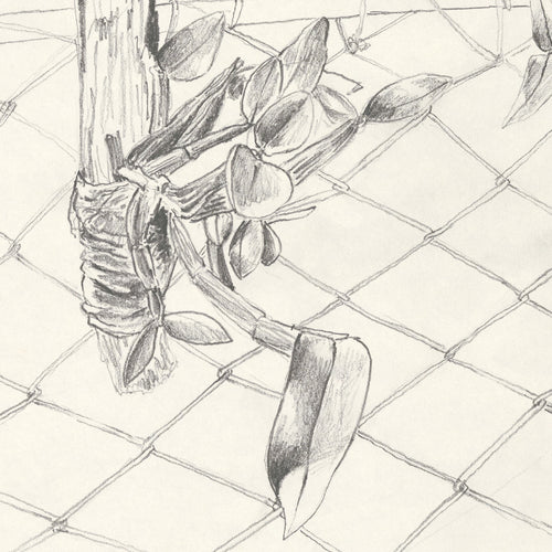 Gros plan du tirage d’art : orchidée au crayon sur treillis, traits noirs et gris.