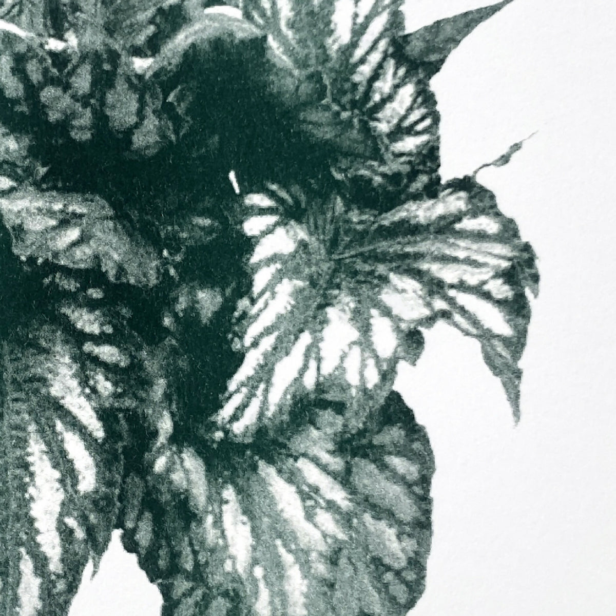 Gros plan affiche botanique: feuilles de bégonia vert foncé, motif détaillé