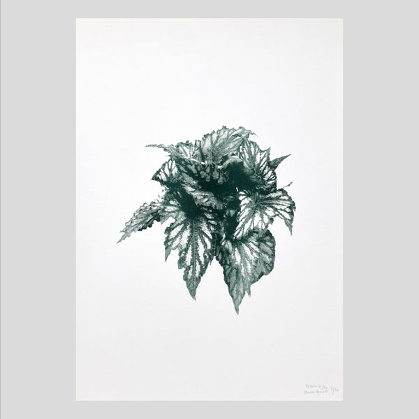 Affiche botanique feuille, illustration bégonia vert foncé sur fond clair