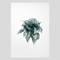Affiche botanique feuille, illustration bégonia vert foncé sur fond clair