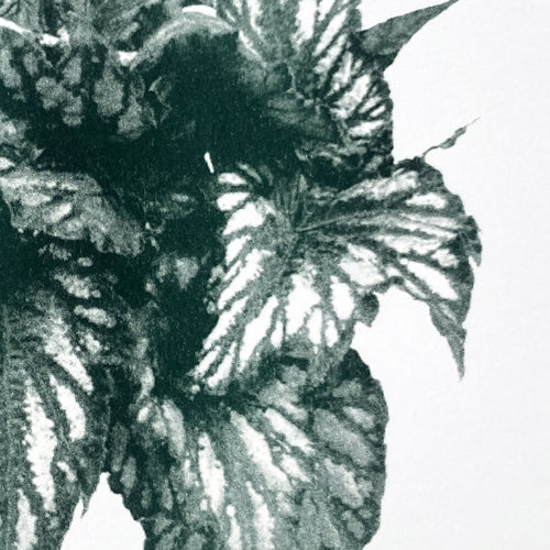 Gros plan affiche botanique: feuilles de bégonia vert foncé, motif détaillé