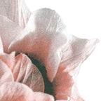 Détail de l’impression riso d’anémone rose et grise sur affiche