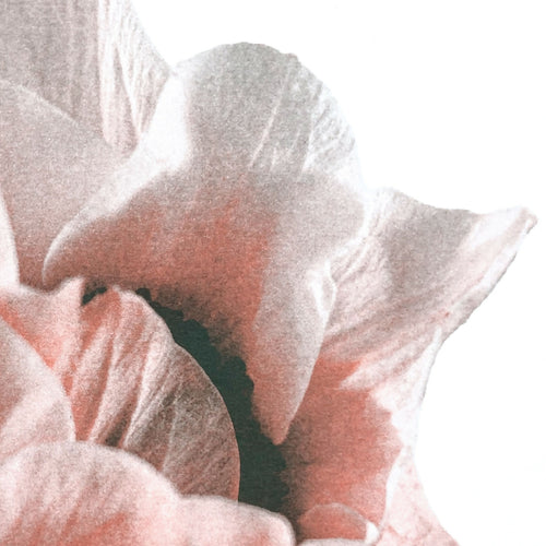 Détail de l’impression riso d’anémone rose et grise sur affiche