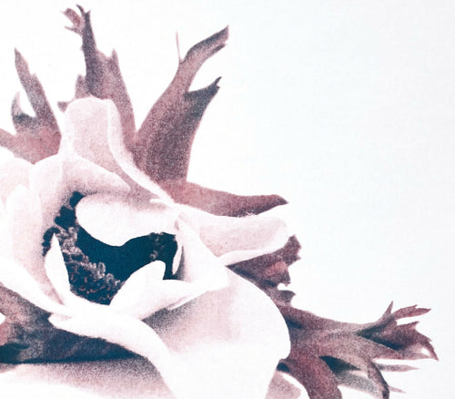 Gros plan d’une affiche d’anémone : pétales blancs, cœur bleu, touches mauve