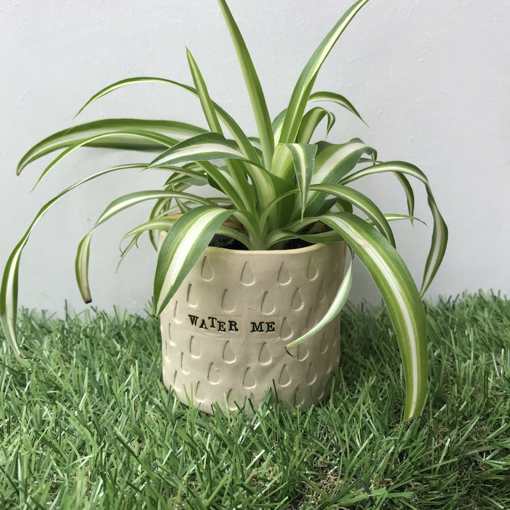 Cache-pot en céramique blanc texturé, motif gouttes et inscription Water Me.
