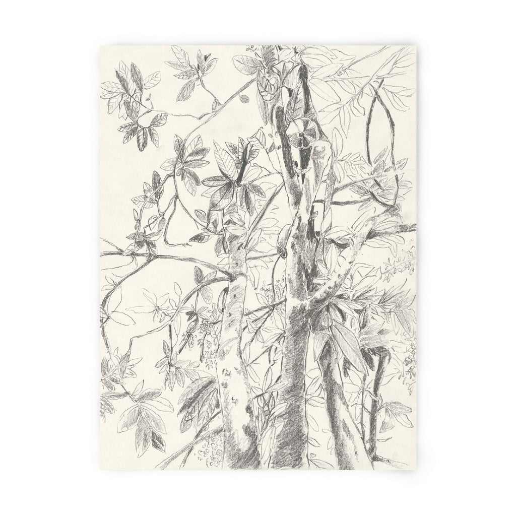 Tirage d'art numéroté et signé, illustration botanique à l'encre noire sur fond clair.