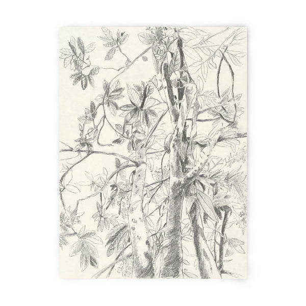 Tirage d'art numéroté et signé, illustration botanique à l'encre noire sur fond clair.