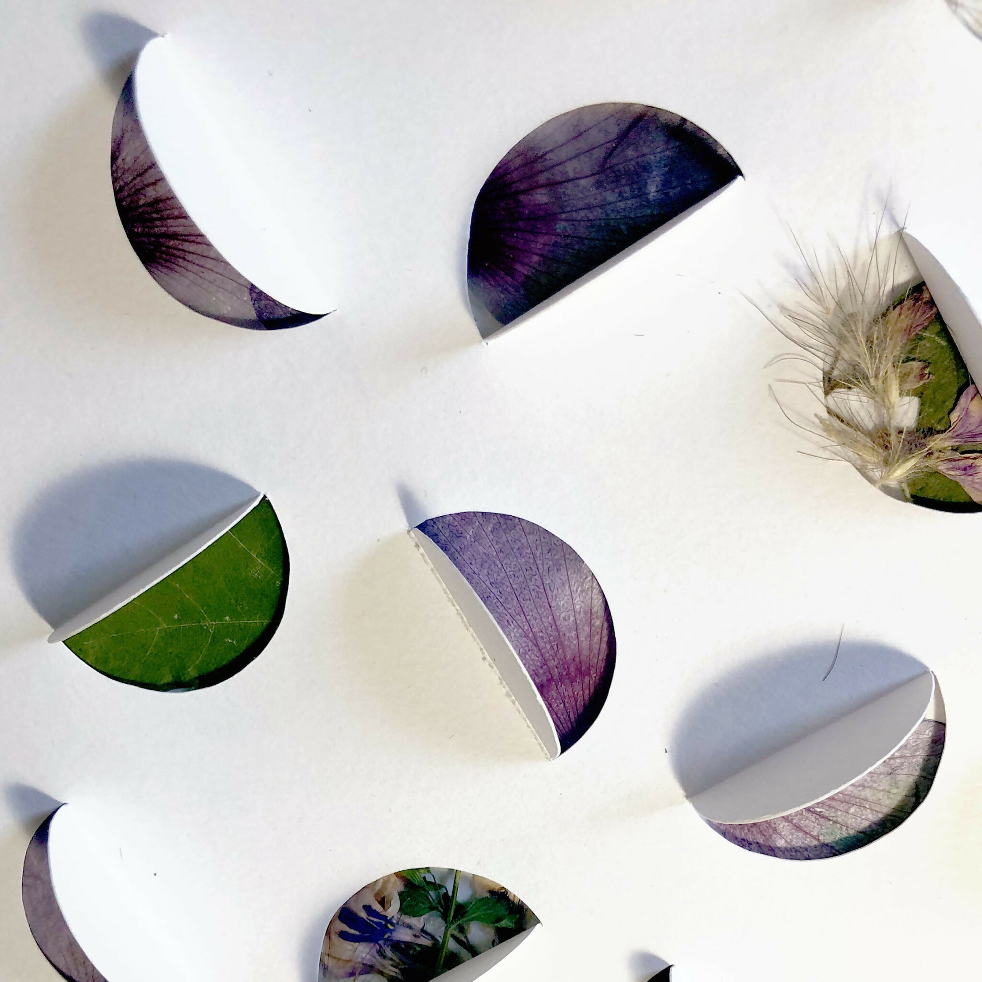 collage-fleurs-plante-sechees-herbier-moderne-