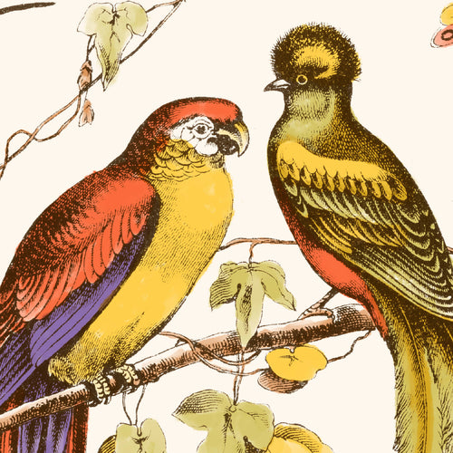 Affiche d’oiseaux exotiques : deux oiseaux sur branche, tons jaune et orange.