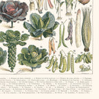 Affiche encadrée, gros plan de choux et autres légumes botaniques avec étiquettes