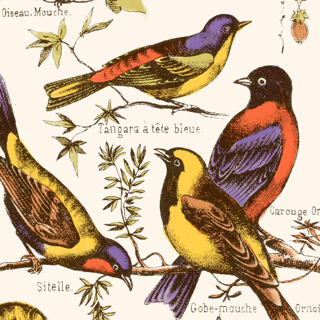 Affiche d’oiseaux exotiques : oiseaux aux tons violet, orange et jaune sur branches.
